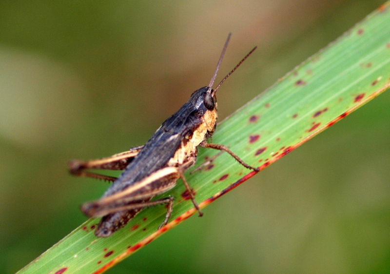 Acrididae da id.